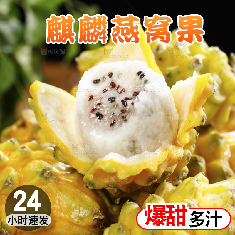 浅底上的麒麟果