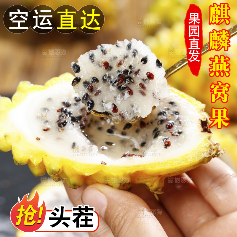 浅底上的麒麟果