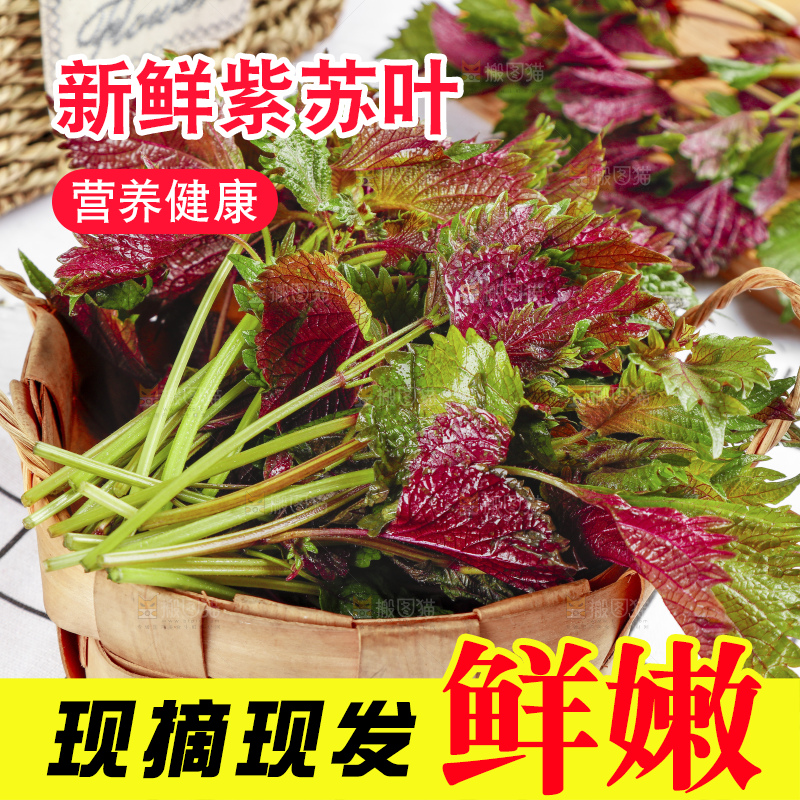 浅底上的紫苏叶