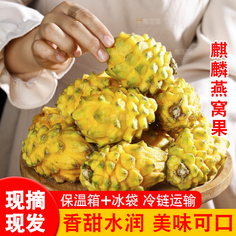 浅底上的麒麟果