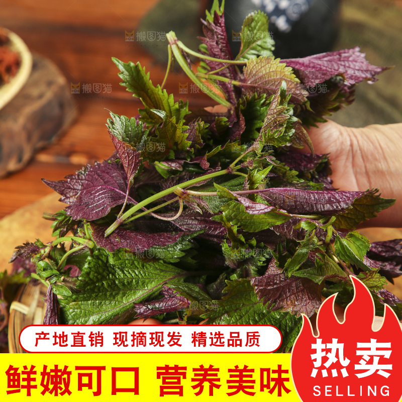 深底上的紫苏叶