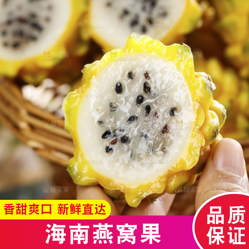浅底上的麒麟果