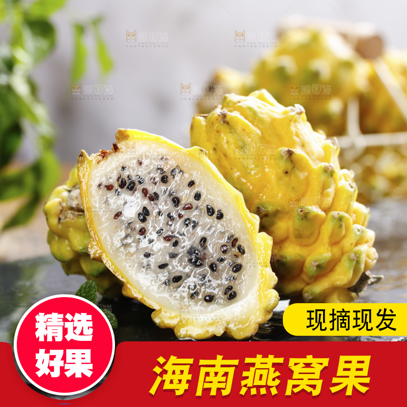 浅底上的麒麟果
