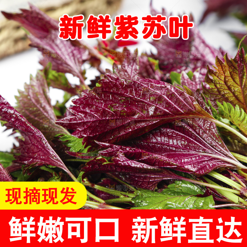 浅底上的紫苏叶
