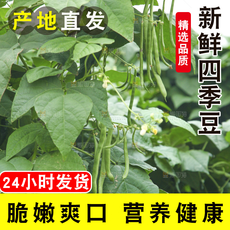 藤上的四季豆