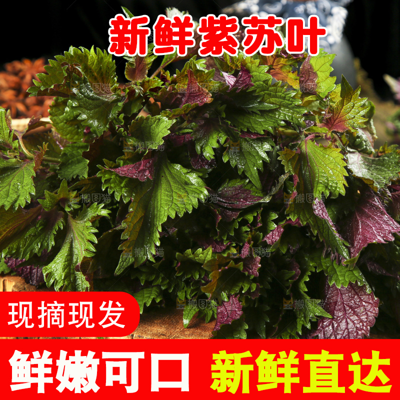 深底上的紫苏叶