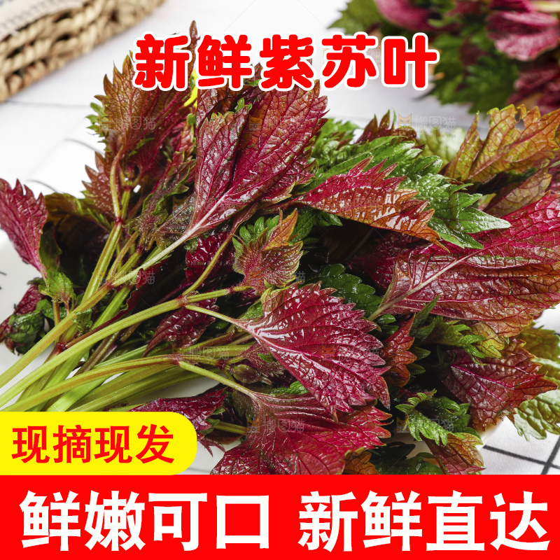 浅底上的紫苏叶