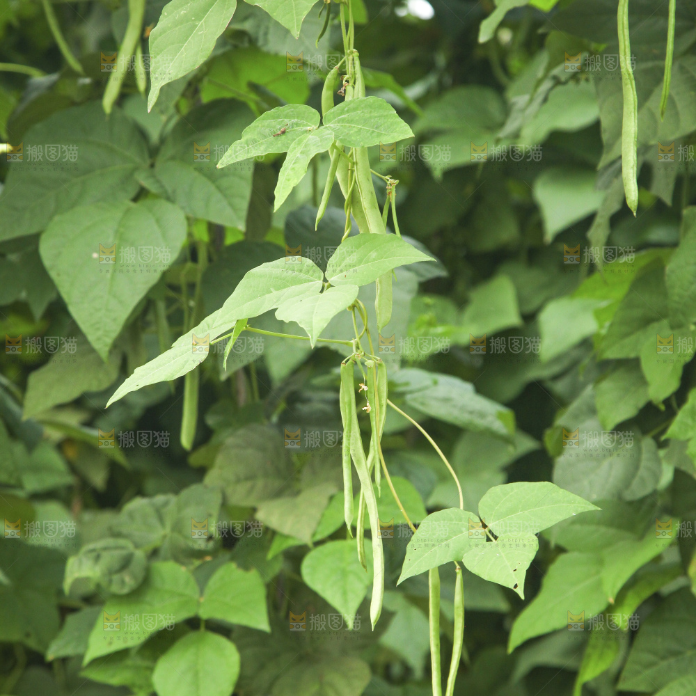 藤上的四季豆