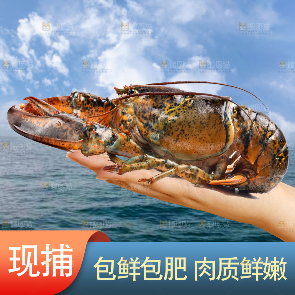 澳洲大龙虾