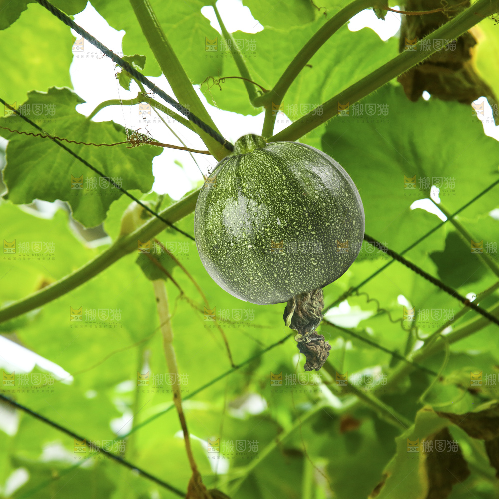 藤上的新鲜南瓜