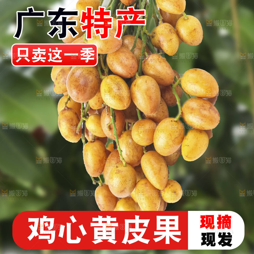 黄皮果主图