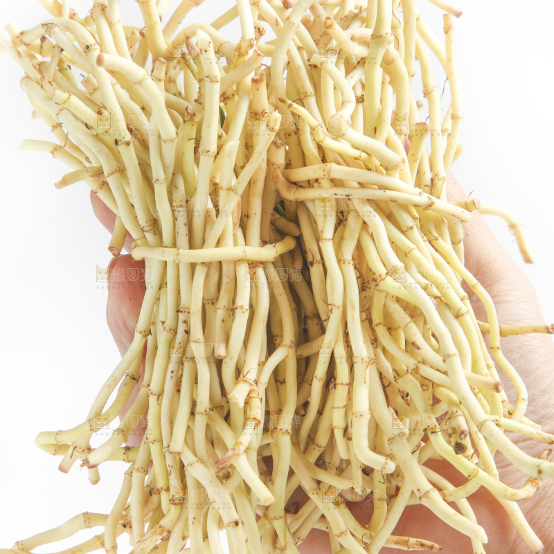 白底上的折耳根