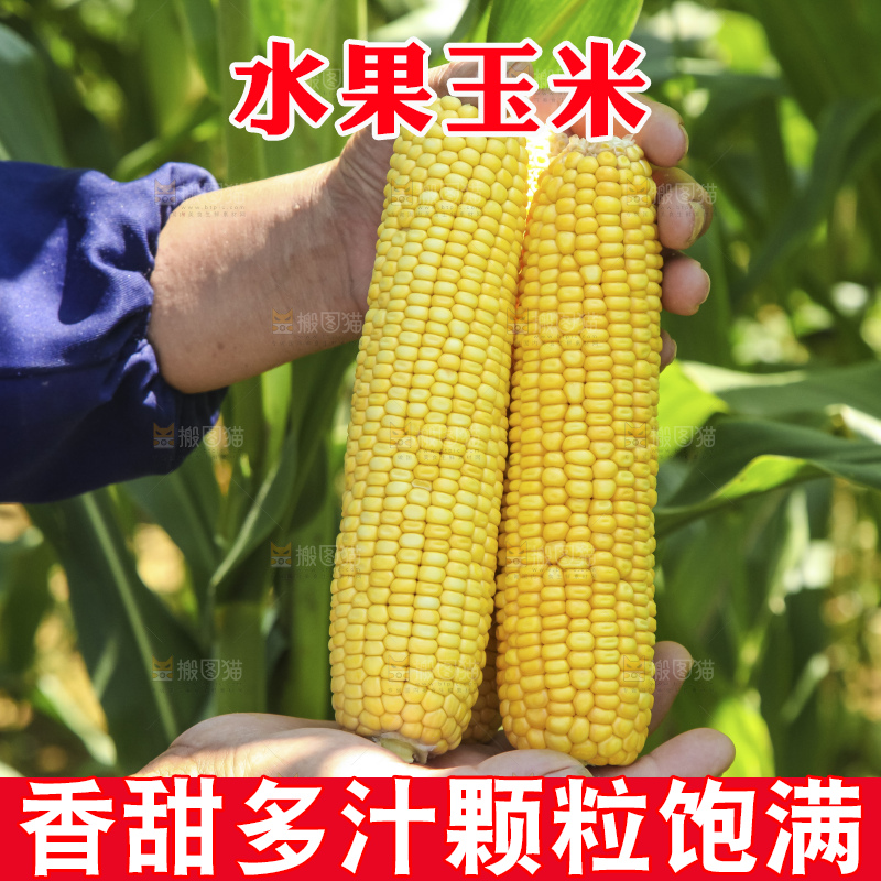 手里拿着新鲜玉米