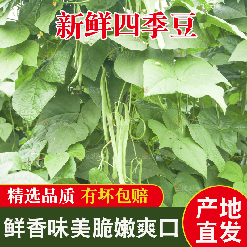 藤上的四季豆