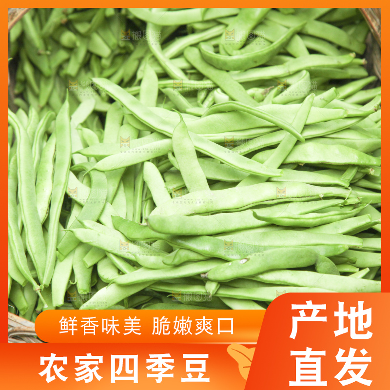 新鲜现摘的四季豆
