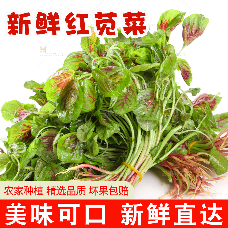 白底上的红苋菜