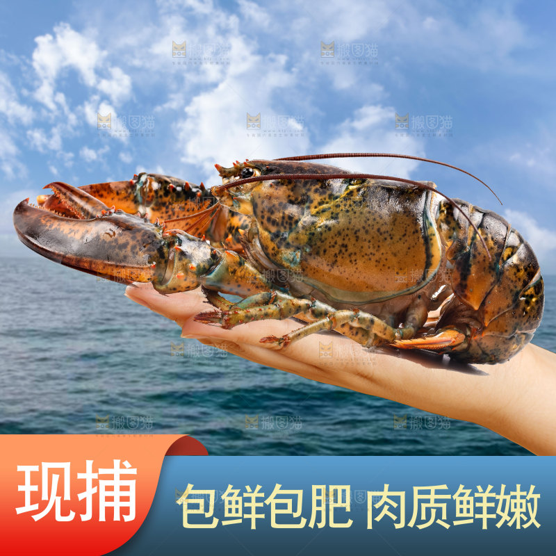 澳洲大龙虾