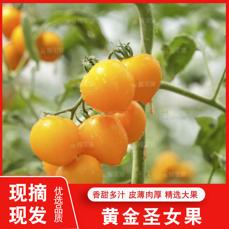 堆放着的黄金小番茄