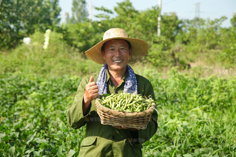 手里拿着现摘毛豆