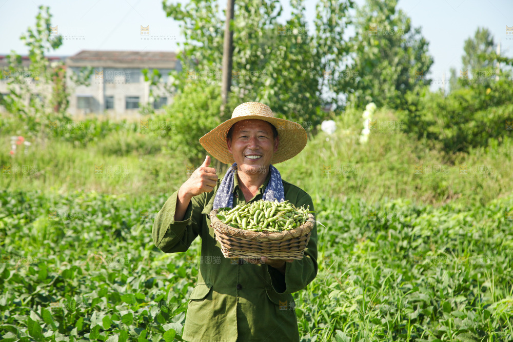 手里拿着现摘毛豆