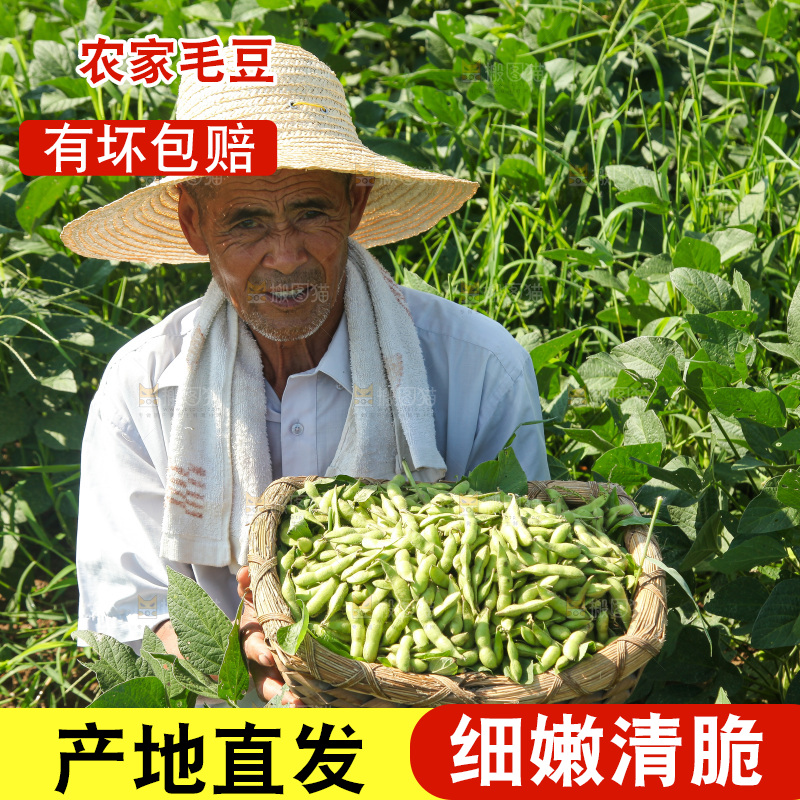 手里拿着现摘毛豆