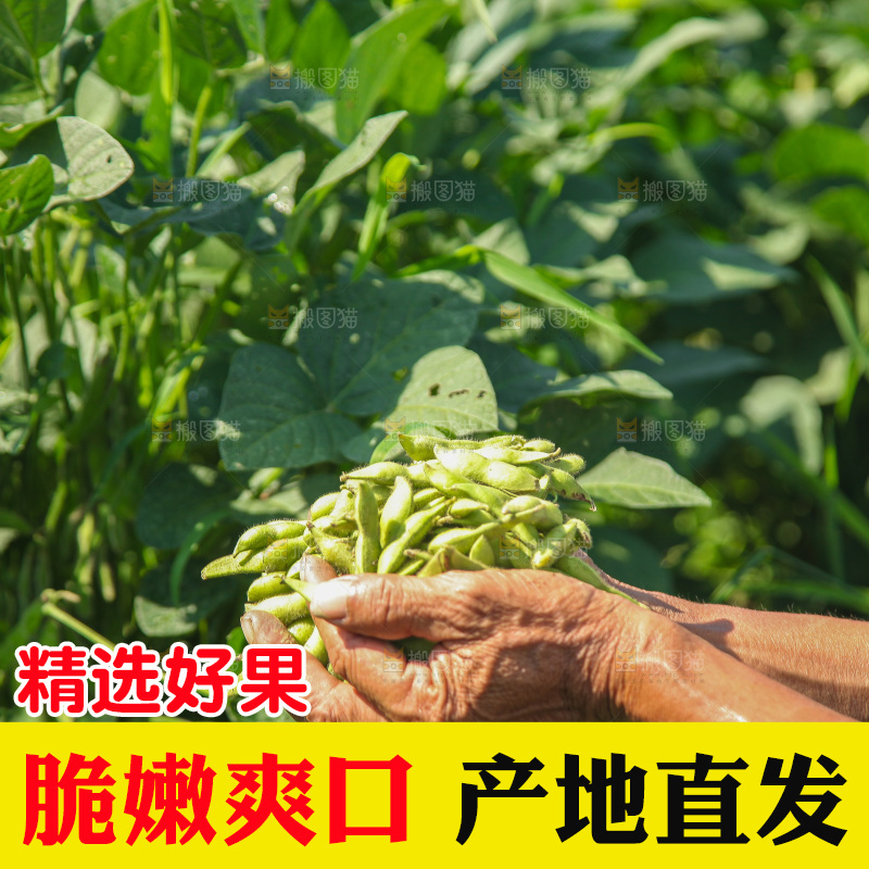 手里拿着现摘毛豆