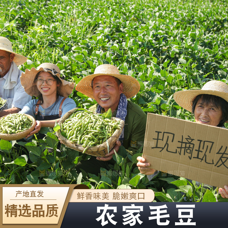 手里拿着现摘毛豆