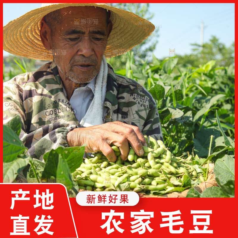 手里拿着现摘毛豆