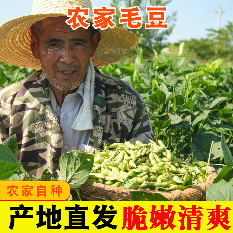 手里拿着现摘毛豆