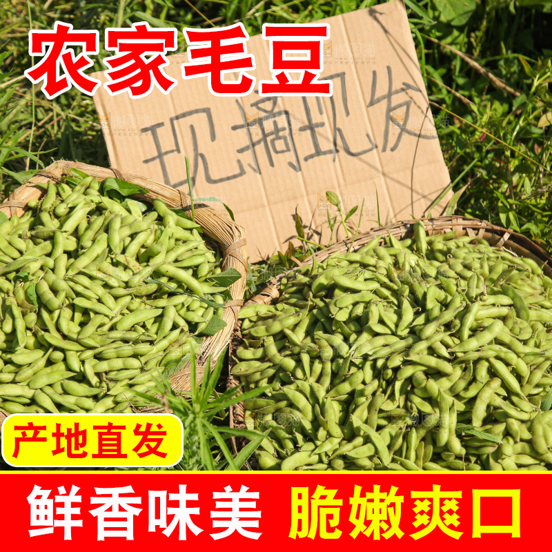 手里拿着现摘毛豆