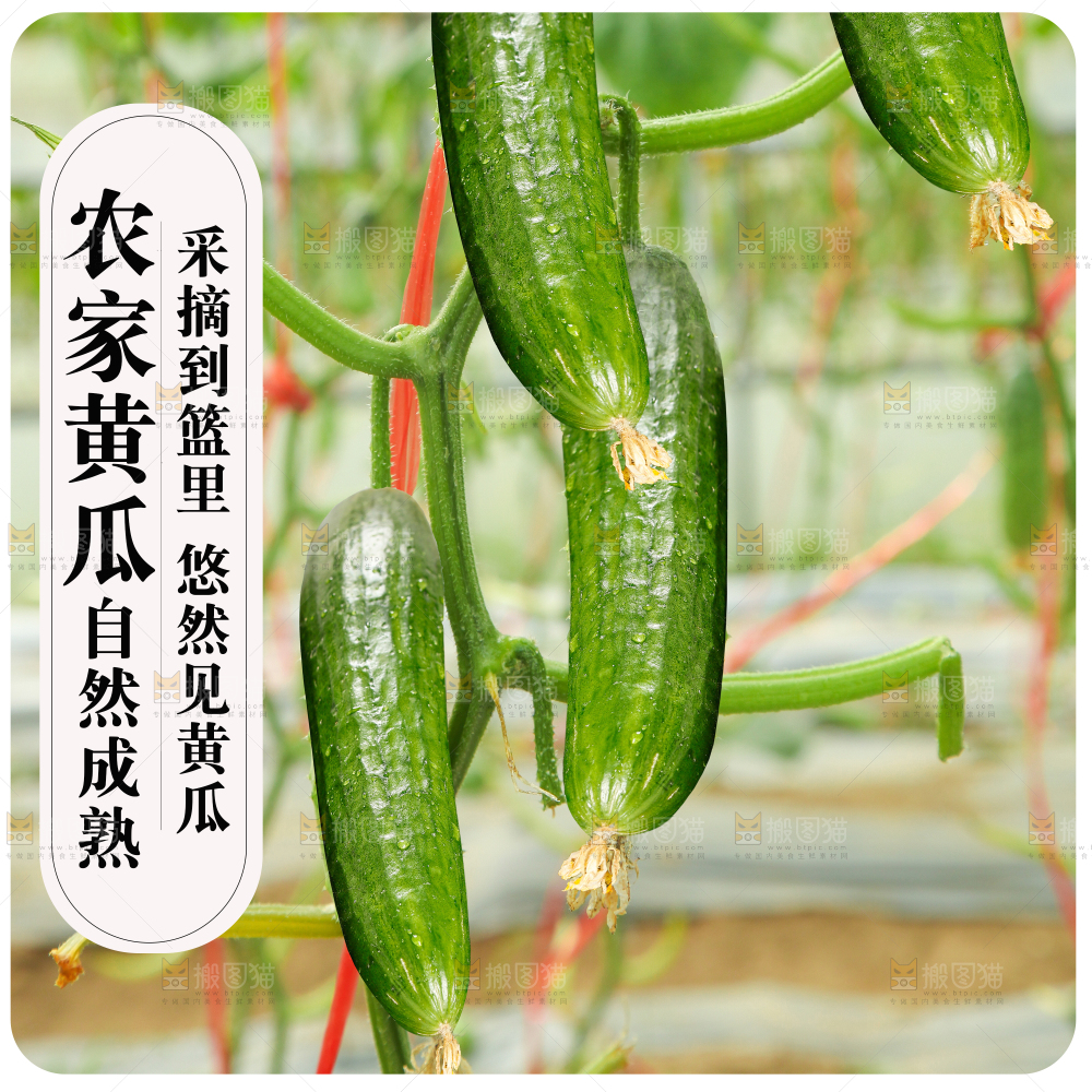 水果黄瓜主图