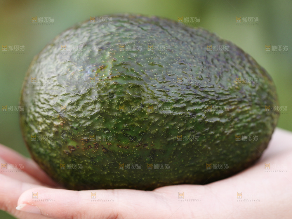 牛油果