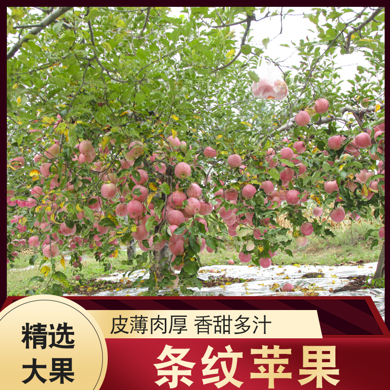 树上的条纹苹果