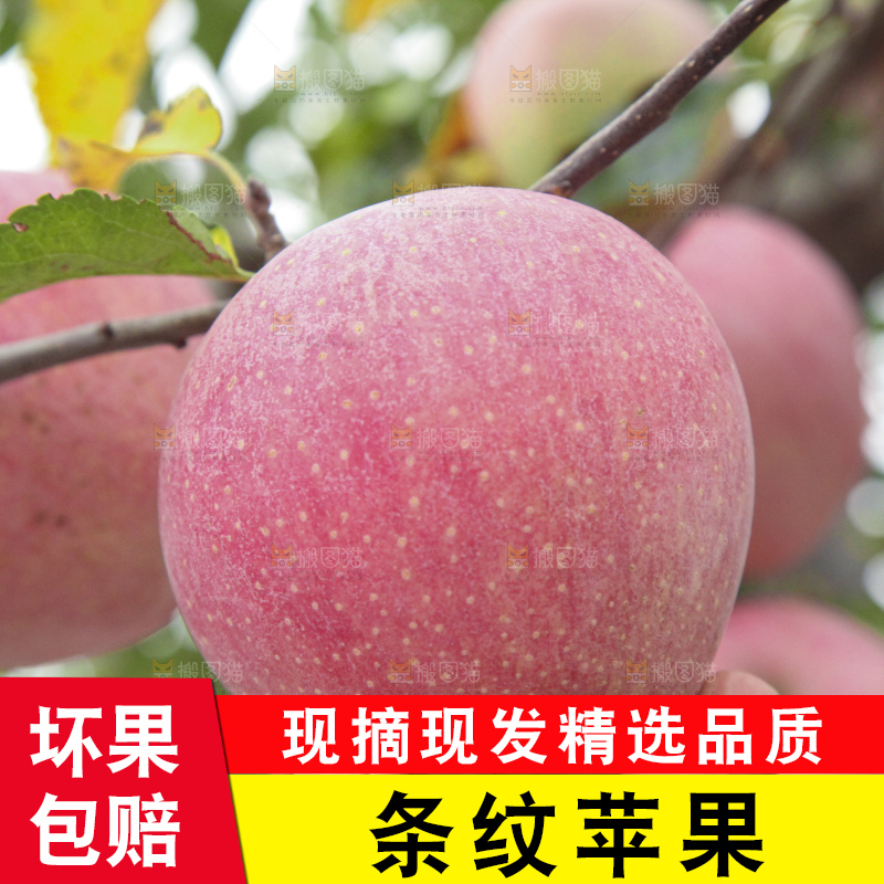 树上的条纹苹果
