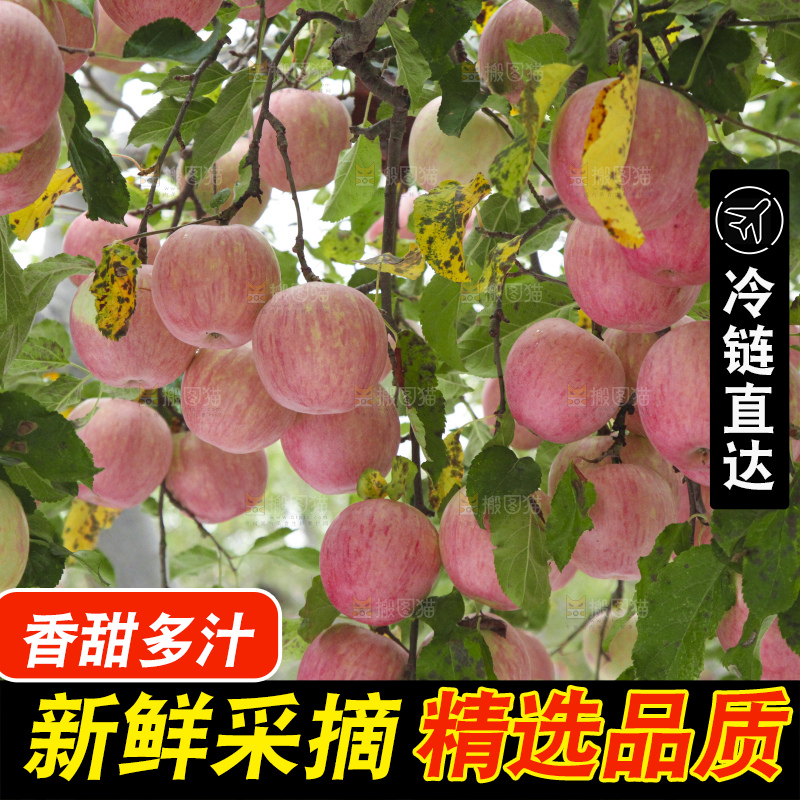 树上的条纹苹果