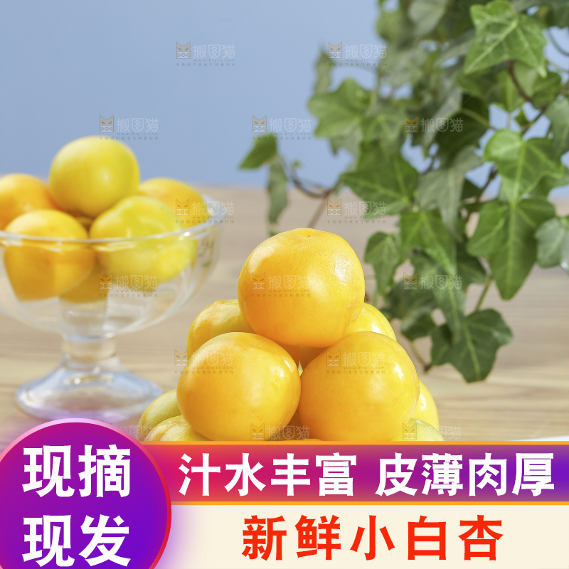 浅底上的小白杏