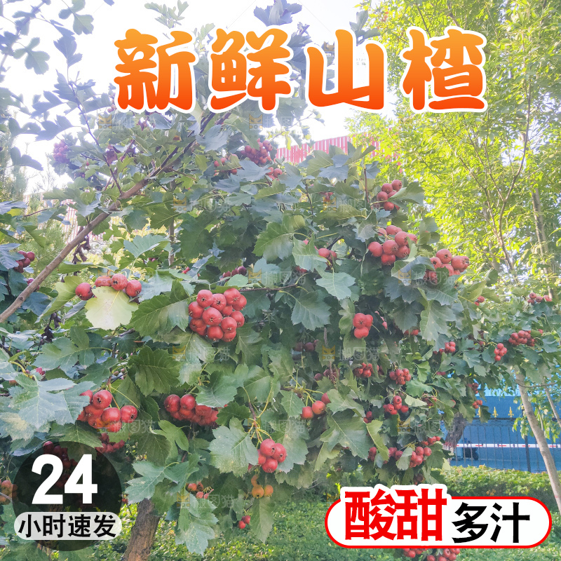 树上的新鲜山楂