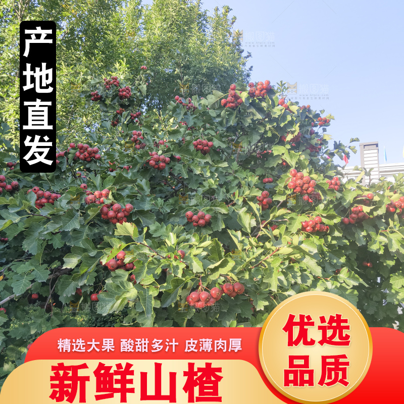 树上的新鲜山楂