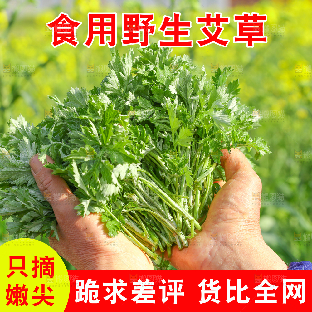 新鲜艾草主图