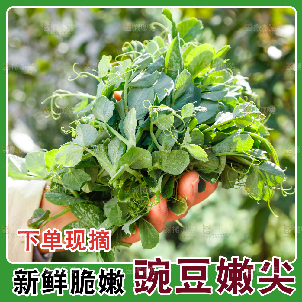豌豆尖主图