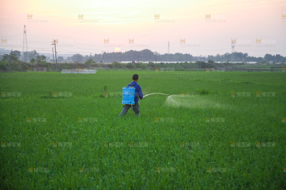 农田里种植的水稻
