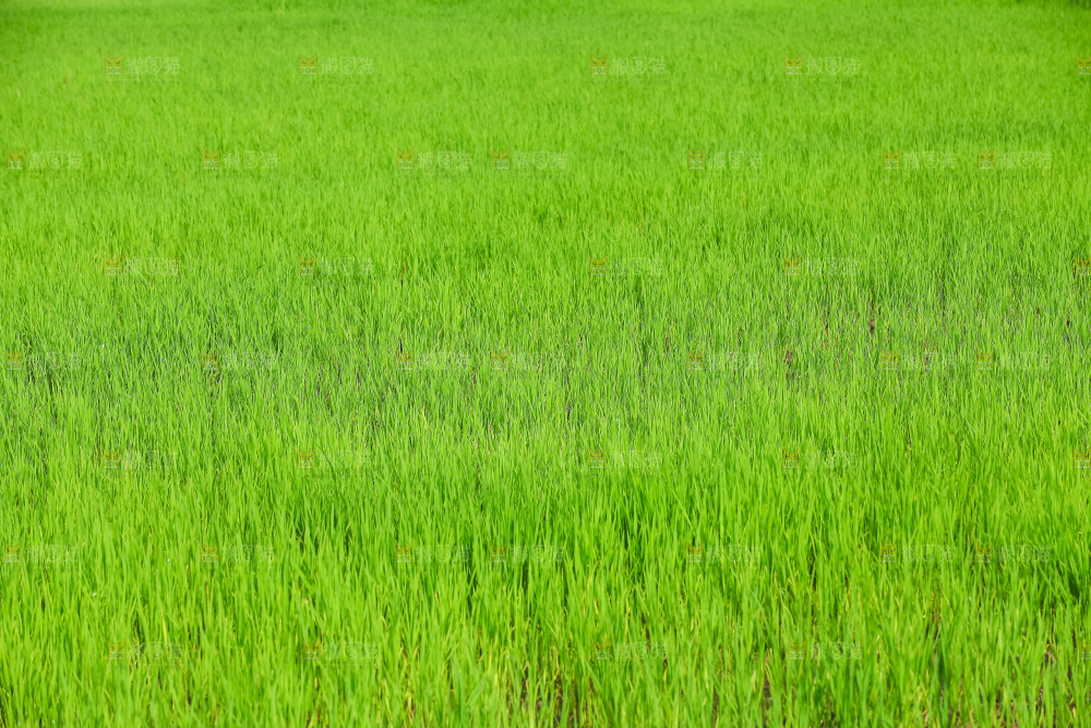 农田里种植的水稻
