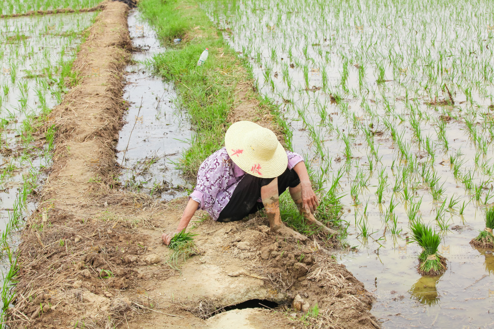 农民在田里插秧