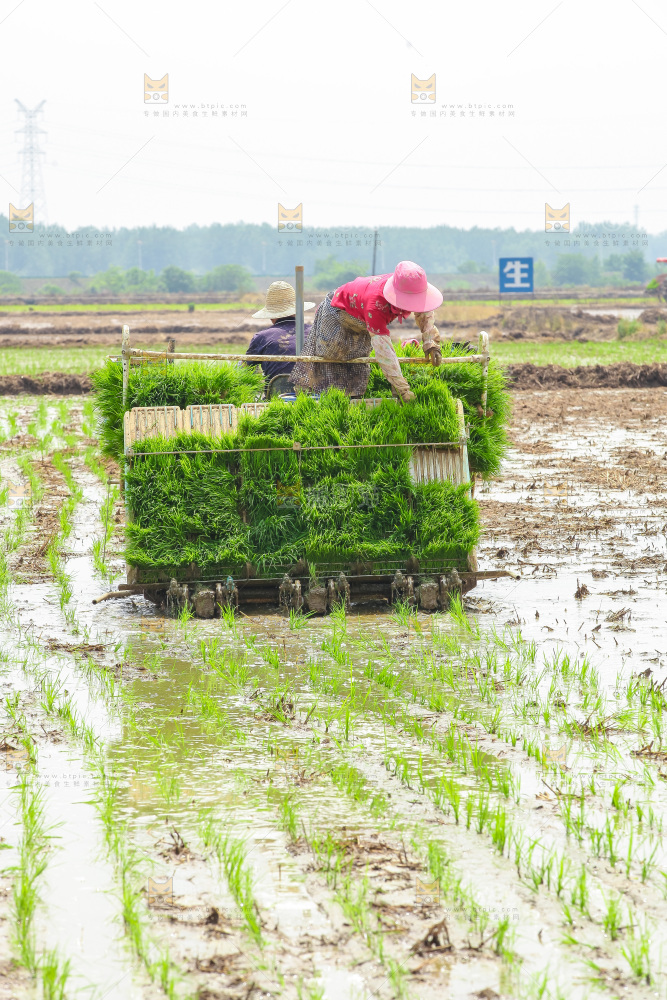 农民在田里插秧
