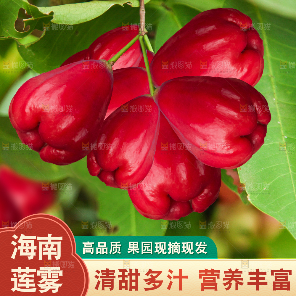 海南新鲜莲雾主图