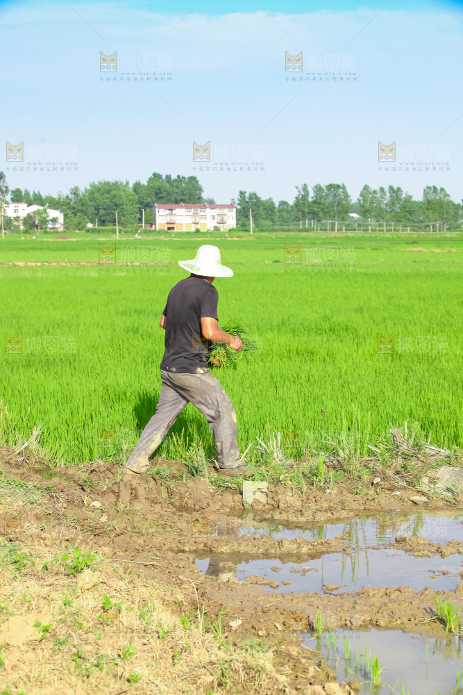 农民在田里插秧