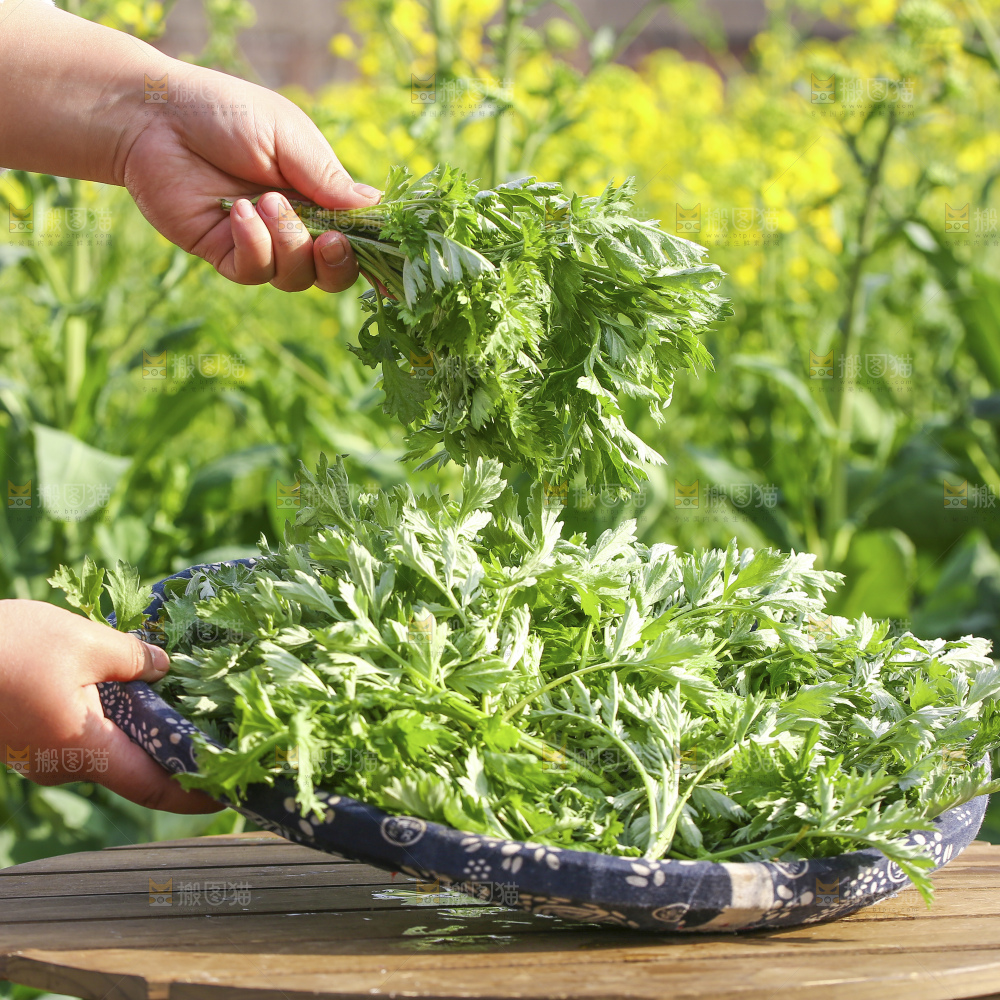 手里拿着新鲜艾草