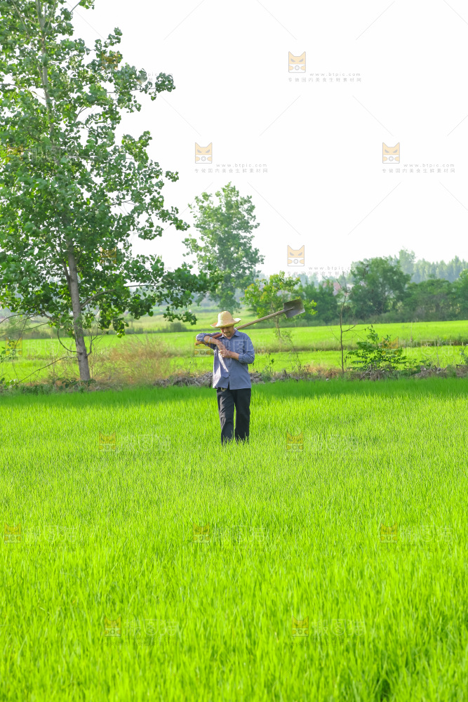 农田里种植的水稻