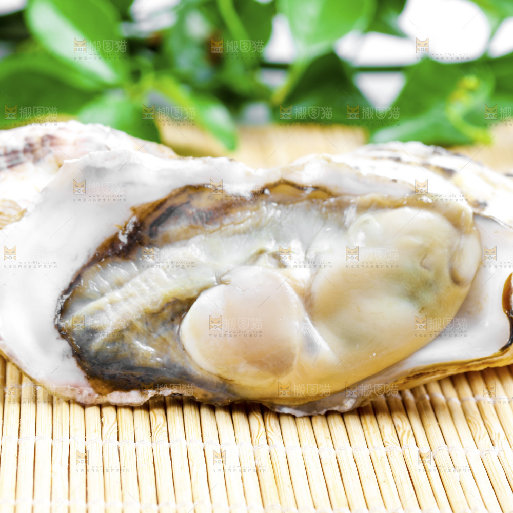 深底上的乳山生蚝