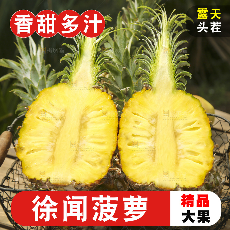 深底上的徐闻菠萝